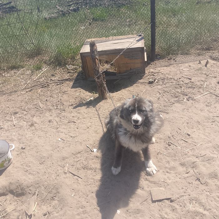 Отдам даром собаку