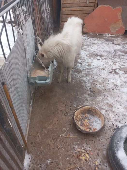 Текешiк сатылады