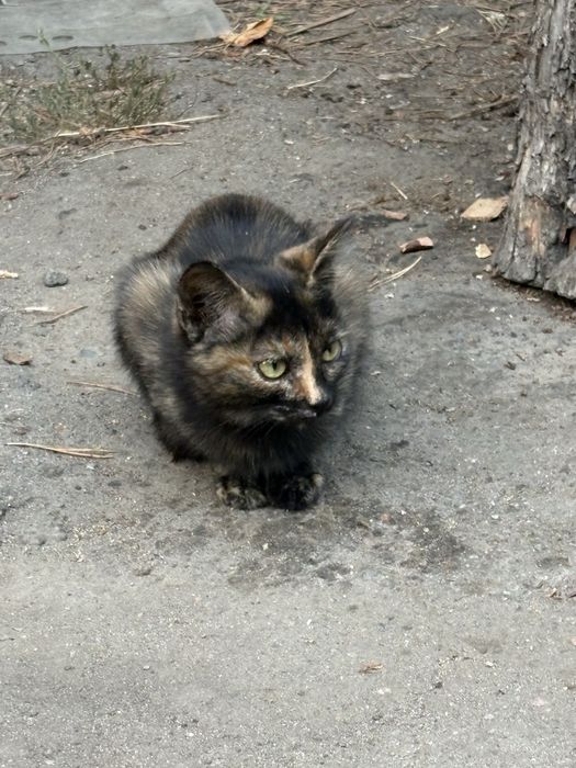 Отдам котят в хорошие руки