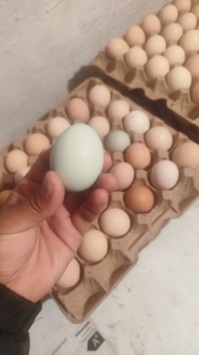 Инкубаторный яйцо