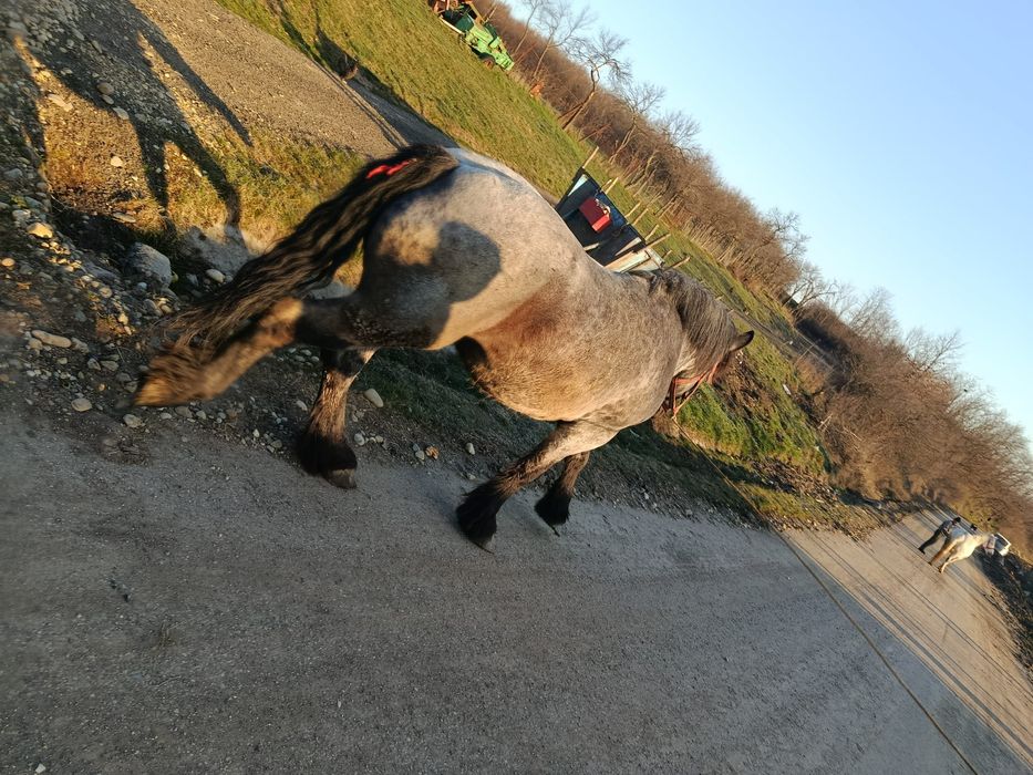 Vând manza de 3 ani jumate