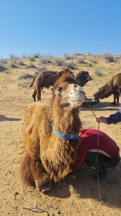Окунись в истории и легенды Самарканда и Шахрисабза