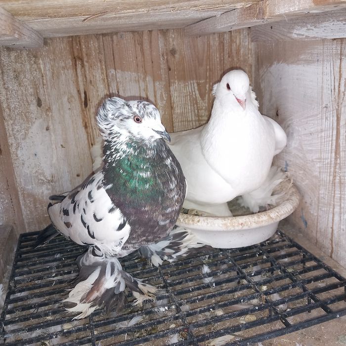 Schimb porumbei uriasi maghiari