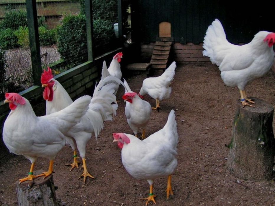 Легорн белая  несушка