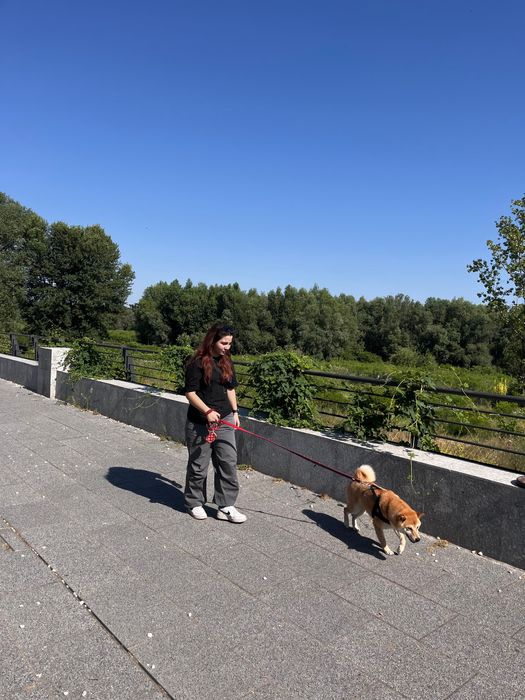 Разходки и грижи за кучета