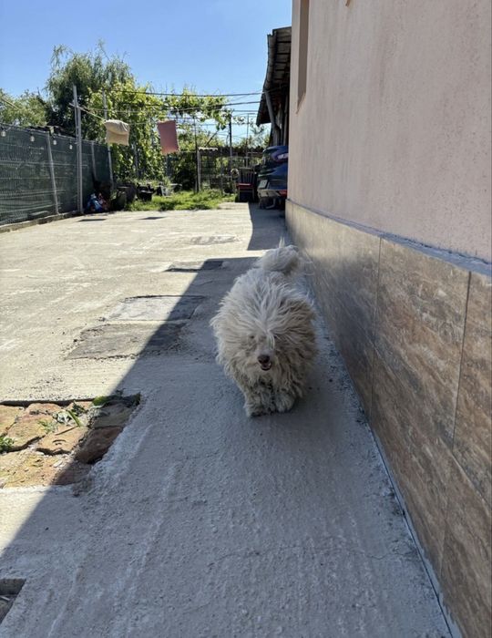 Tuns caini de orice talie