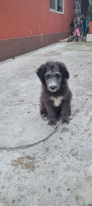 Dau spre adopție catel talie medie