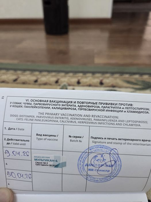 Белгиский овчарка