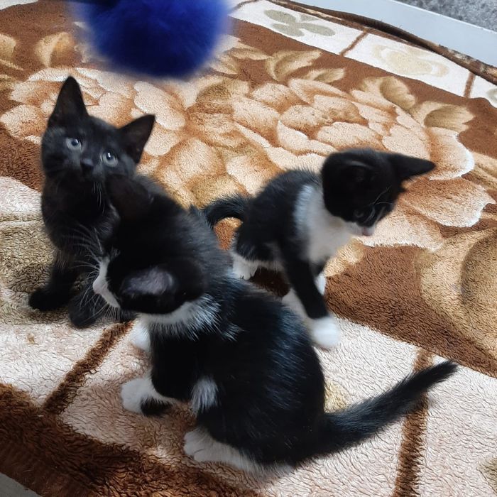 Котята  в добрые руки
