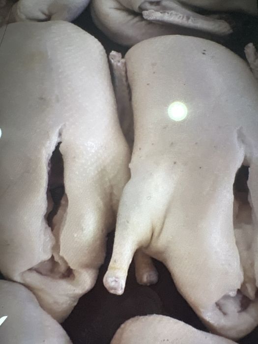 гуси домашние, сочные