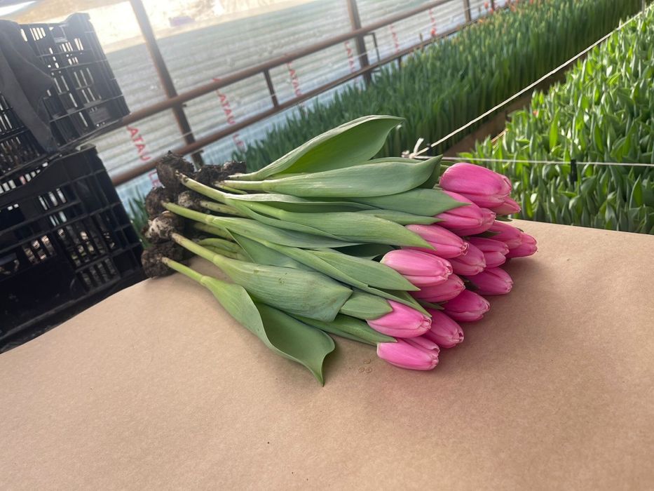 Тюльпаны жезгазган рефрижератор