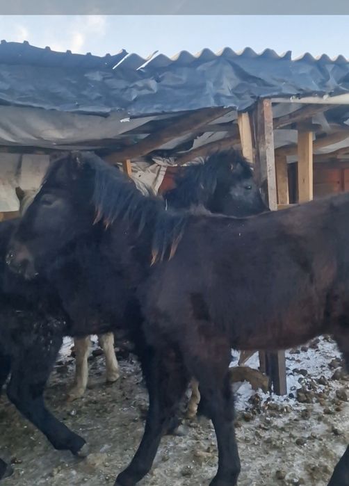 Продам двоих жеребят 10 месячные мальчик и девочка