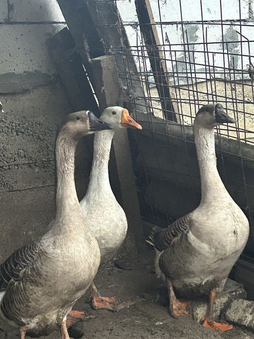 Vând  Gâște Toulouse foarte frumoase ,o gâsca si doi gâscani