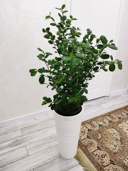 Комнатные растения, доставка.