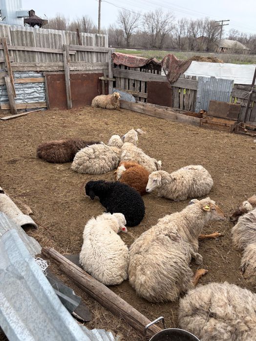 Продаются бараны