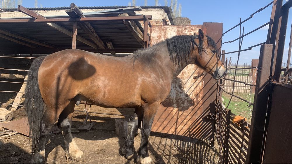 Айғыр сатылады жылкы ат конь