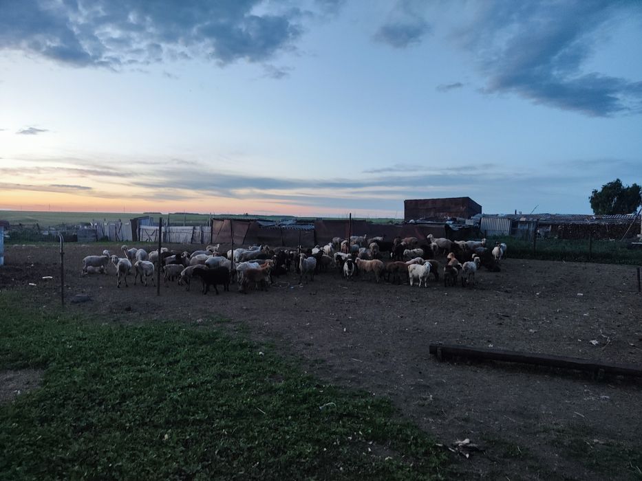 Продам 105 баранов