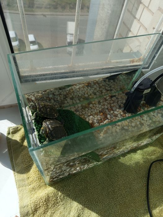 Краснаухая черепаха Срочно!!!