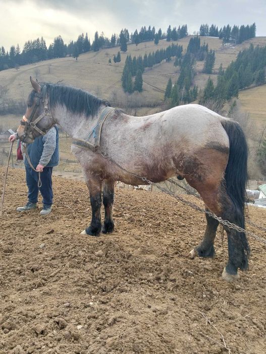 Vând sau schimb cu vaca