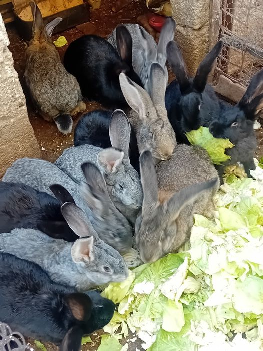 Carcasă 35 lei Klg ,3,5 Klg bucata!