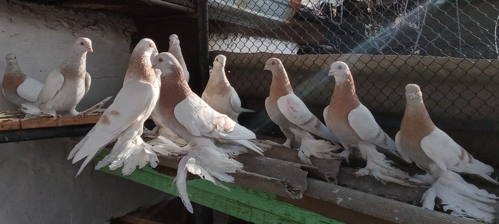 Продам голубей !