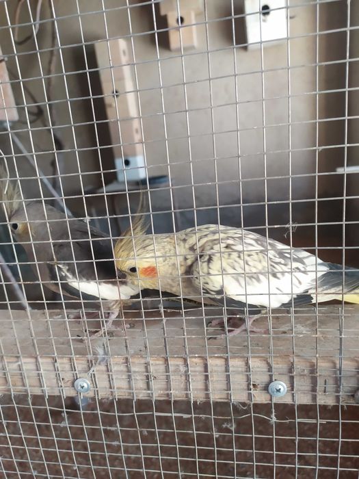 Попугай карелло разного года здоровые живут в свободном комнате