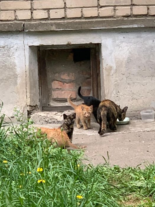 Отдам котят бесплатно