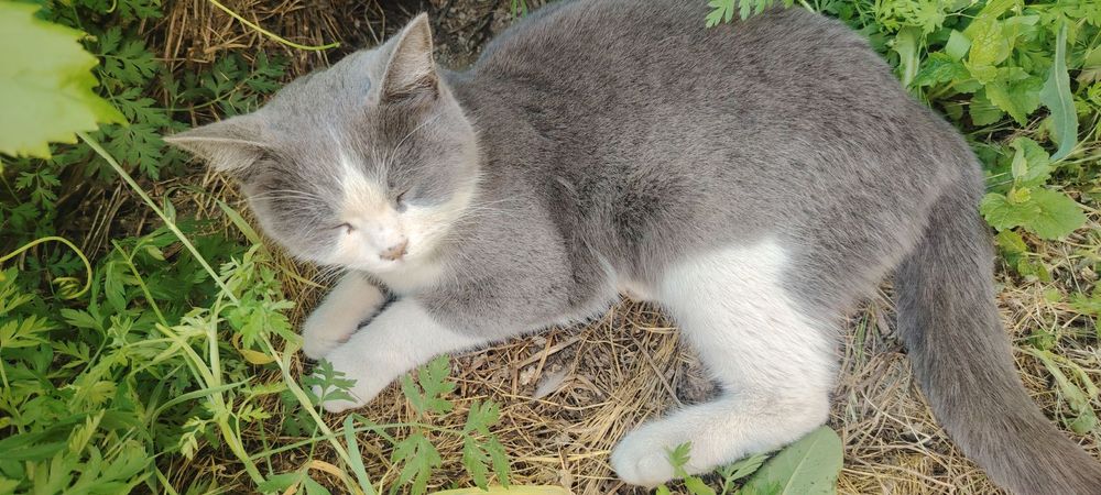 Кошку отдам даром в хорошие руки