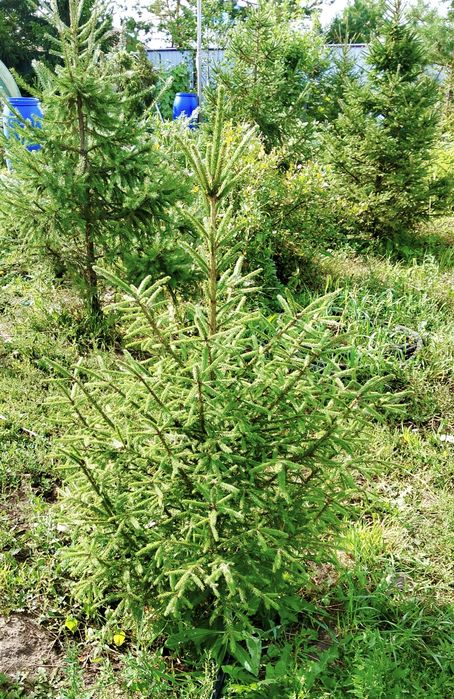 Продам ели сибирские  ели голубые