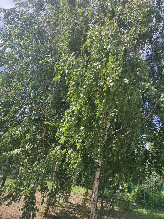 Тополя пирамидальные