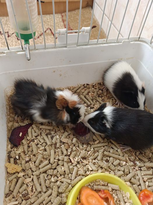 Продаются морские свинки