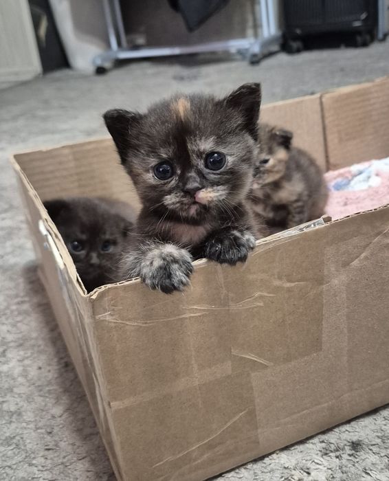 Шотланские котята.