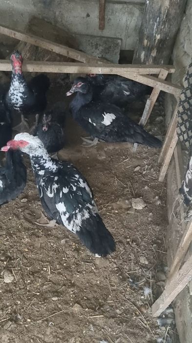 Продаётся индоутки в городе кентау