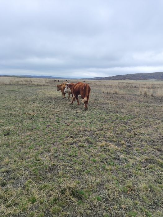 Продаю тайынша и коров