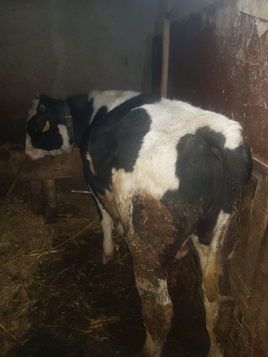 De vînzare. Pogoanele