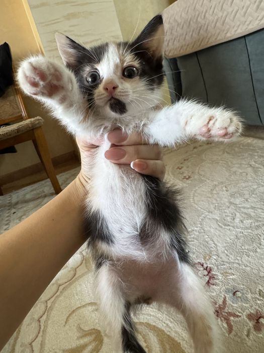 Отдам маленьких котят