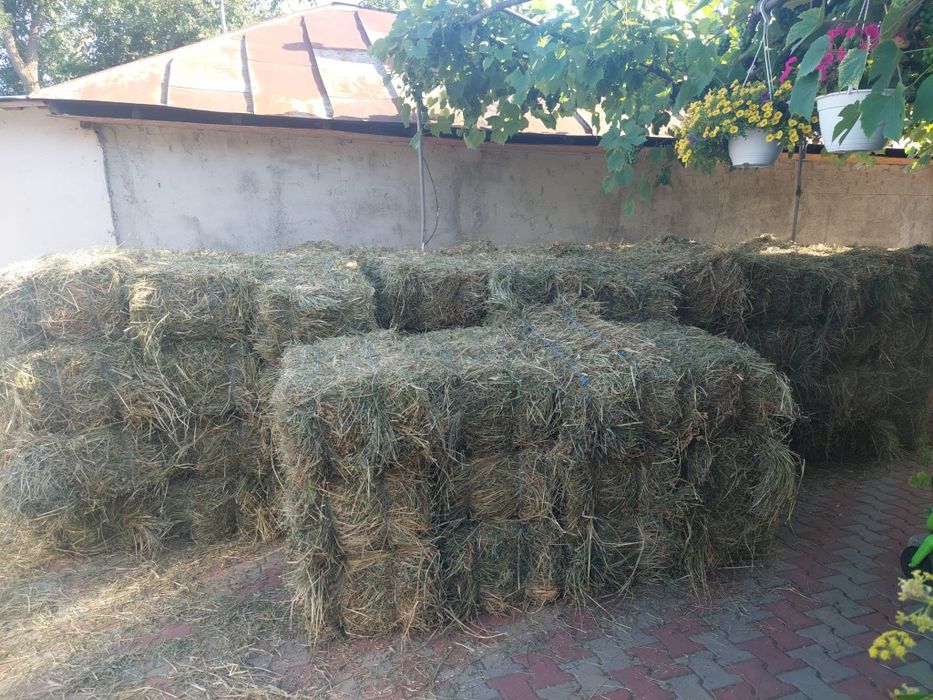 Baloti lucerna  Prahova
