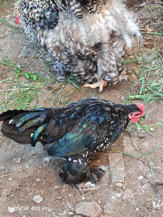 Disponibili cocoși mii de flori