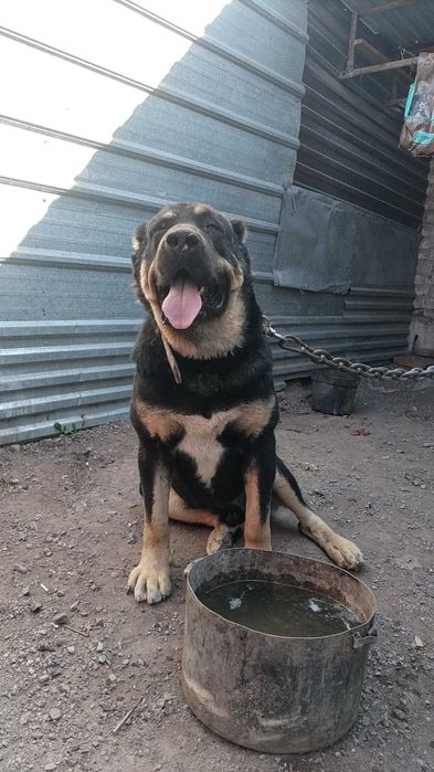 Продается готовый боец