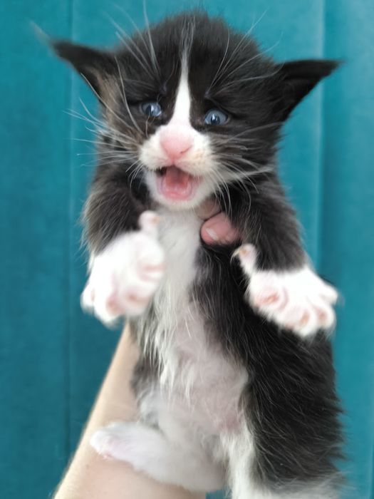 Продам котят мейкун