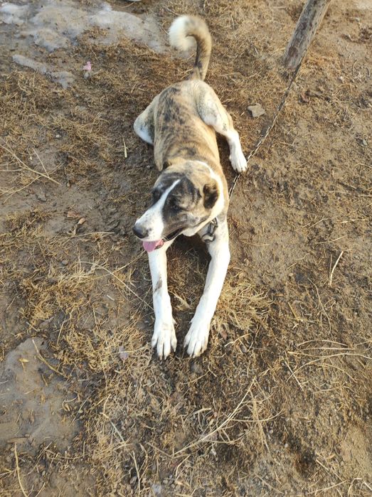 Алабай сатылады срочно