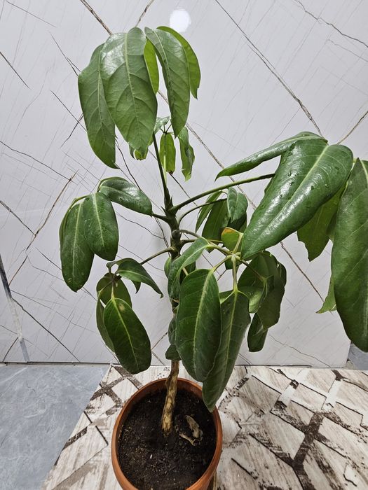 Продаю комнатные цветы.