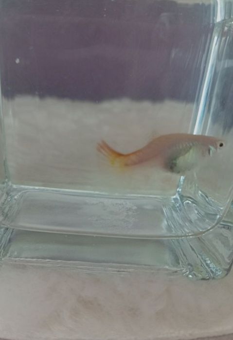 Vând pesti guppy ,poecilia reticulata