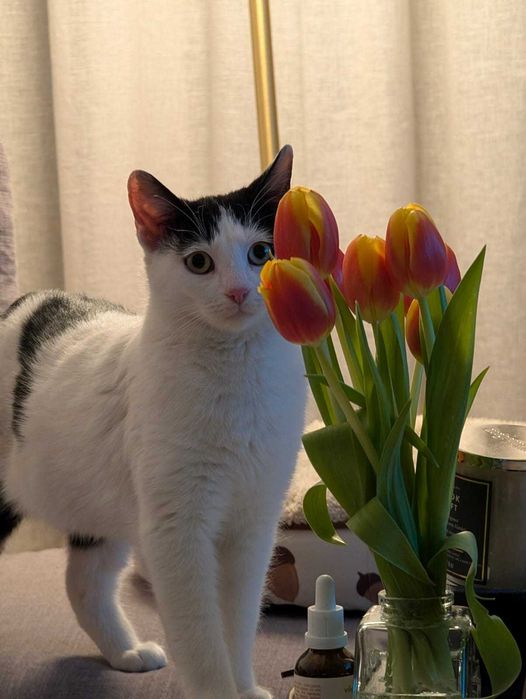 Adopție pisici Bucuresti: Rosie & Suri, surori iubitoare si sociabile!