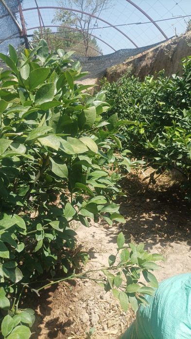 Ховли , участка ер парник сотилади