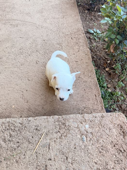 Джак ръсел териери