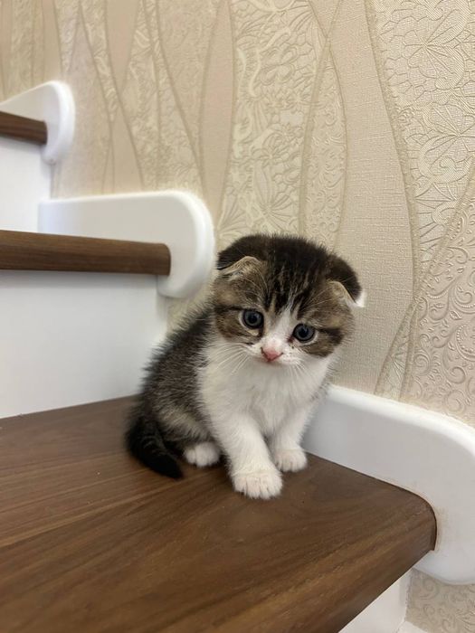 Котята породы скоттиш фолд и скоттиш страйд