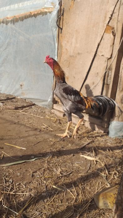 Tozza qonli kòk toy sotuvda