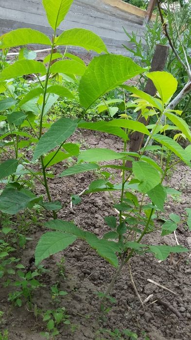 Грецкий орех саженцы