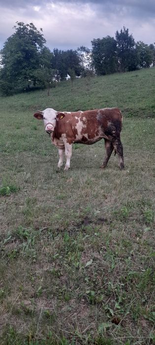 Vițea balțati românesti